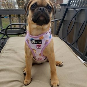Korriko PB&J Harness